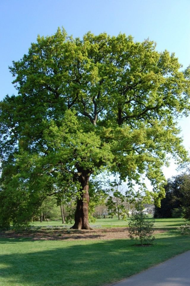 Дуб сидячий (Quercus petraea)