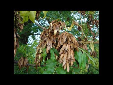 Ясень обыкновенная (растения полезные и ядовитые для кроликов)