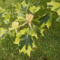 Тюльпанное дерево американское (Liriodendron tulipifera), черное «Aureomarginata)