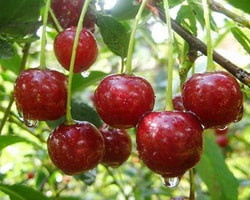 вишня маячная описание сорта фото отзывы