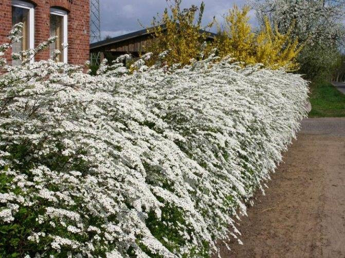 Посадка спиреи серой Grefsheim и уход за ней