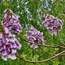 Павлония, или Адамово дерево (Paulownia)