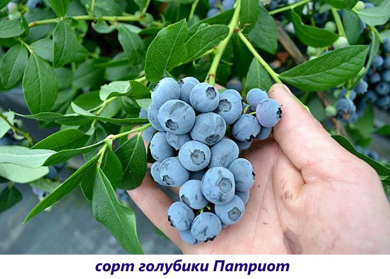 черничный патриот