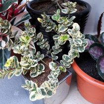 Карисса макрокарпа subsp variegata