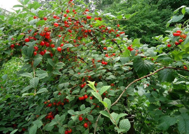 Войлочная вишня (Prunus tomentosa, Cerasus tomentosa). Фрукты Хабаровского края