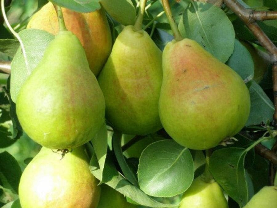 Карликовая груша