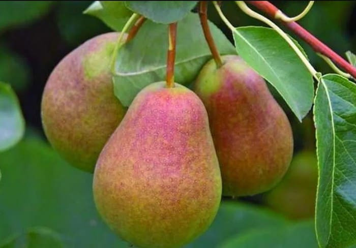 Сорт груши Осенняя Сладкая