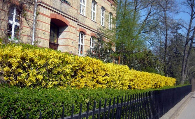Кустарник форзиция – описание сортов и фото, выращивание и уход, размножение и посадка