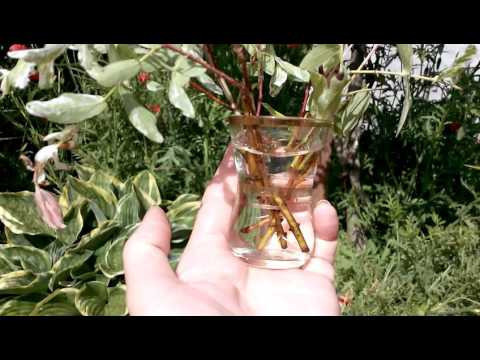 Ива японская Хакуро Нишики. Укоренение буровых черенков.