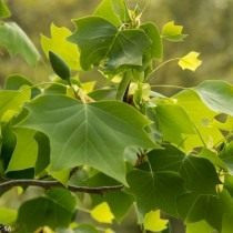 Liriodendron tulipifera, или настоящее тюльпанное дерево, или лиран (Liriodendron tulipifera)