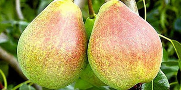 Крупные плоды груши Бере Русский Воронежский сорт
