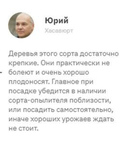 Сорт груши Нарт