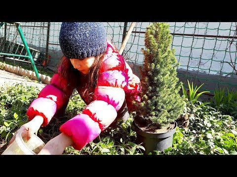 ПЕРВЫЕ ДЕРЕВЬЯ для начинающих * ГРАН КОНИКА Посадка и уход