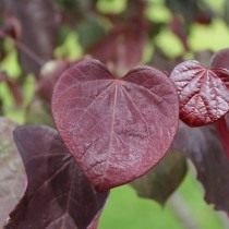 Церцис канадский (Cercis canadensis)