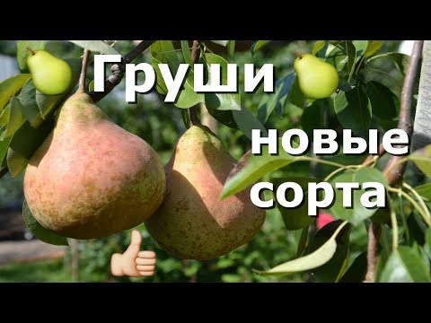 ТОП-5 ВКУСНЫХ ГРУШ 2018!!!