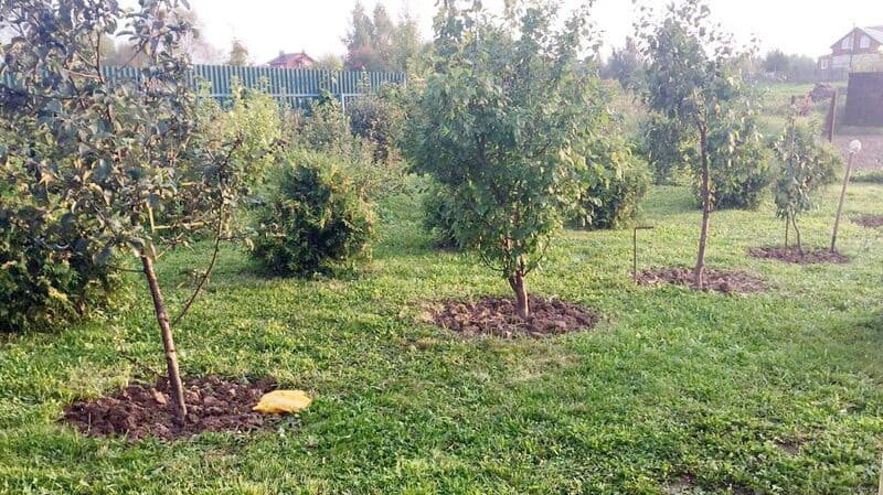 Для посадки выберите солнечный, хорошо освещенный участок