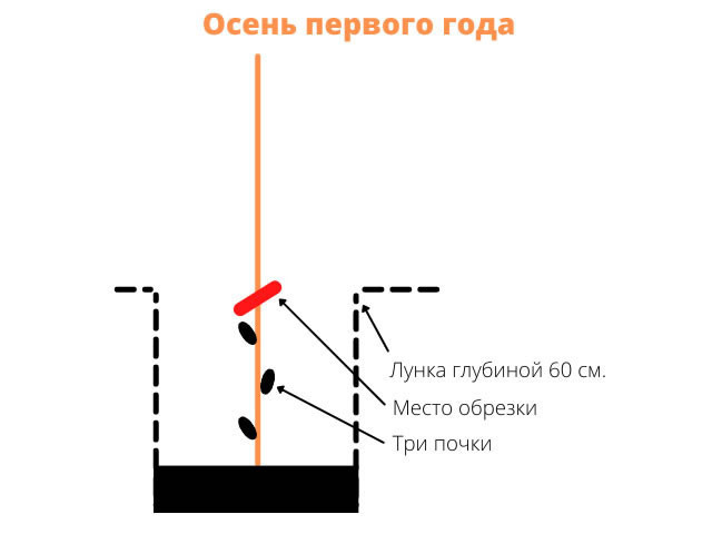 Супер-сорт Дубовский розовый