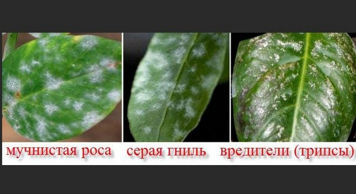 Белый налет на листьях комнатных растений. Уход