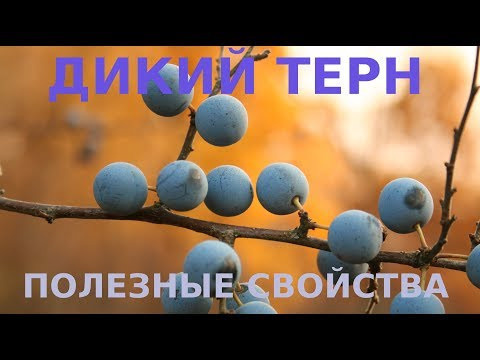 БАШНЯ ДИКОЙ СЛИВЫ. ПОЛЕЗНЫЕ СВОЙСТВА ЯГОД