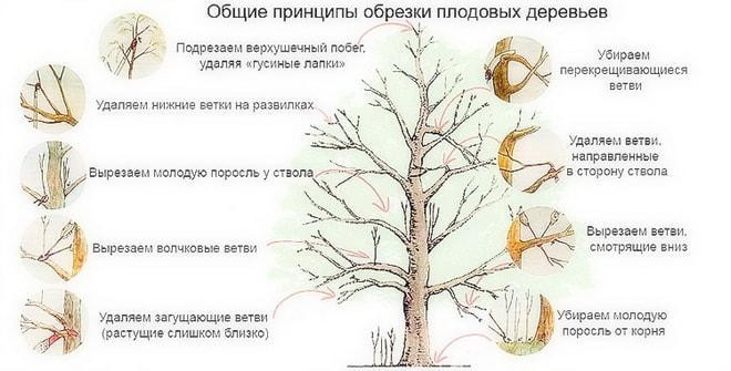 Обрезка яблони
