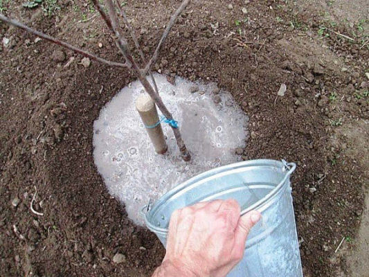Полив рассады