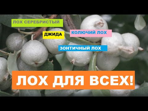 ЧЕРТОВА ПОГОДА! лох серебристый // Декоративные кустарники для Сибири