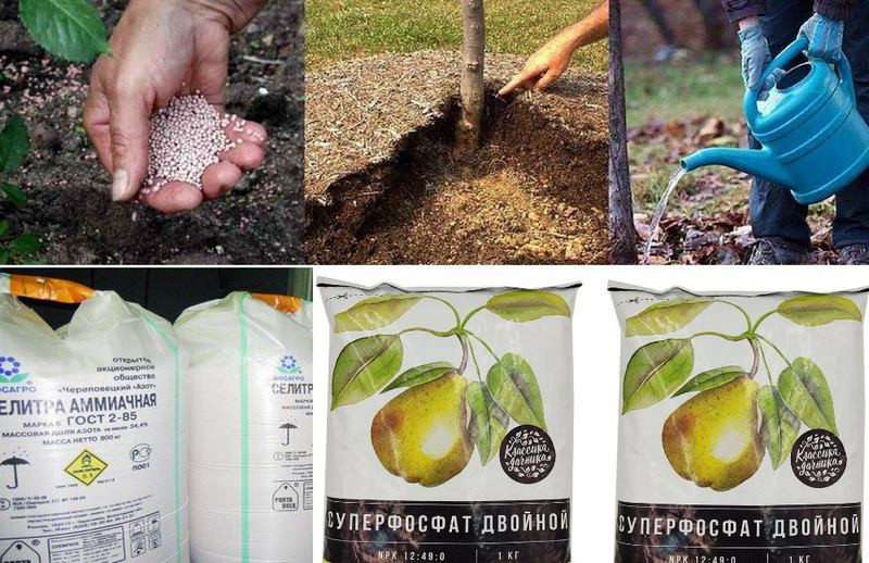 Грушевое дерево регулярно удобряют аммиачной селитрой и раствором суперфосфата