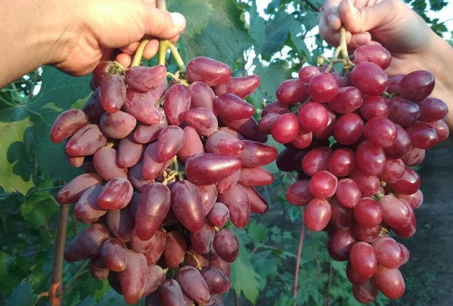 Супер-сорт Дубовский розовый