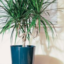 Драцена маргината (Dracaena Marginata