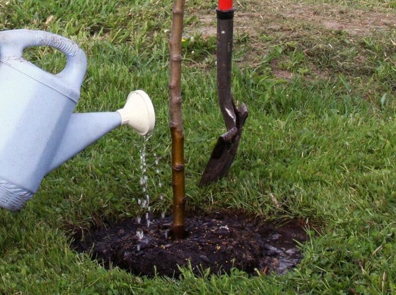 Для полива луковиц используйте теплую воду