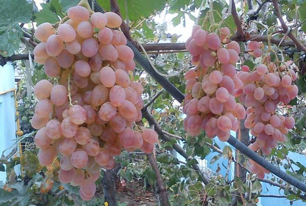 Лучшие столовые сорта винограда