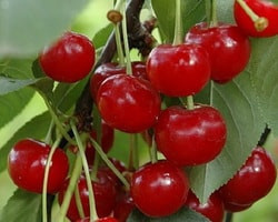 живица вишневая описание сорта фото отзывы