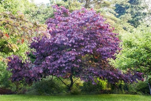 Церцис канадский (Cercis canadensis)