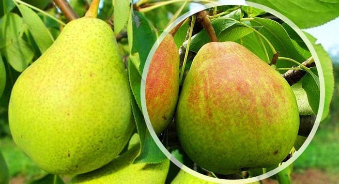 Сорт груши Осенняя Сладкая