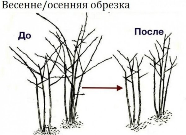 Фото Сорта Эджемалини