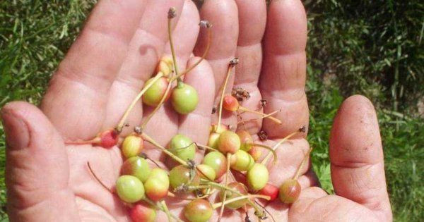 Болезни и вредители черешни