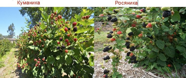 Как вырастить ежевику в Сибири