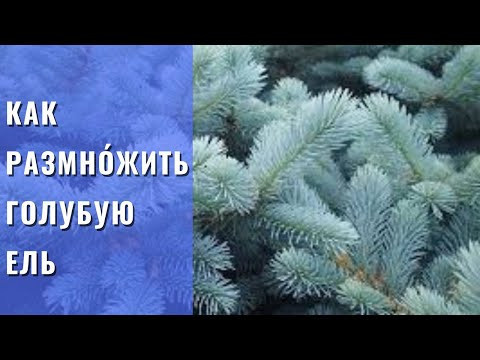 РАЗМНОЖЕНИЕ ГОЛУБОЙ ПИЛИ. Самый простой, но эффективный способ размножения голубой ели – черенками .