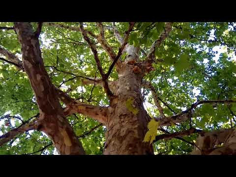 Чудо-дерево Платан или просто Чинар