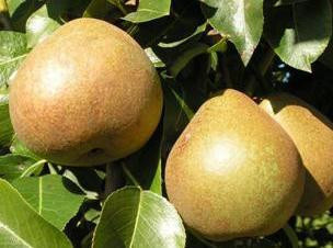 груша черная белорусская поздняя