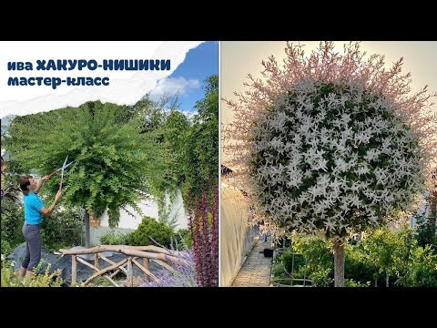 Ива ХАКУРО НИСИКИ Мастер-класс по стрижке. Готовимся к зиме.