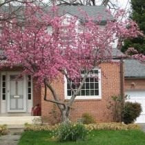 Церцис канадский (Cercis canadensis)