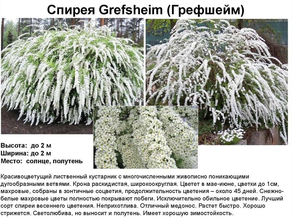Уход за декоративным кустарником Спирея серая Грефсхайм