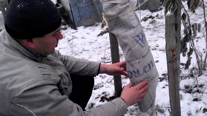 Поздней осенью стволы деревьев обматывают изоляционными материалами
