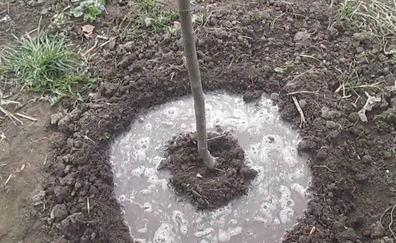 Удобрение саженца груши