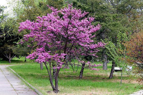 дерево Иуды в парке