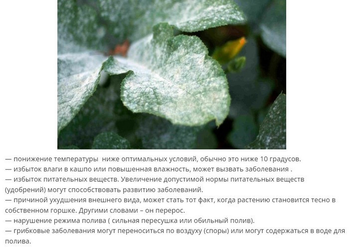 Белый налет на листьях комнатных растений. Уход