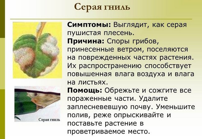 Белый налет на листьях комнатных растений. Уход