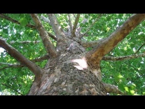 Платан - полный цикл, от семени до ростка