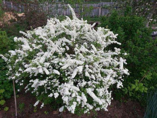 Посадка спиреи серой Grefsheim и уход за ней